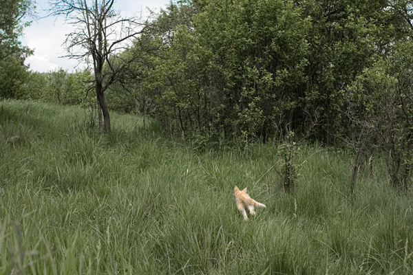225 :: The cat in the grass